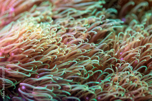 Tentacles of the soft coral Pachyclavularia violacea photo