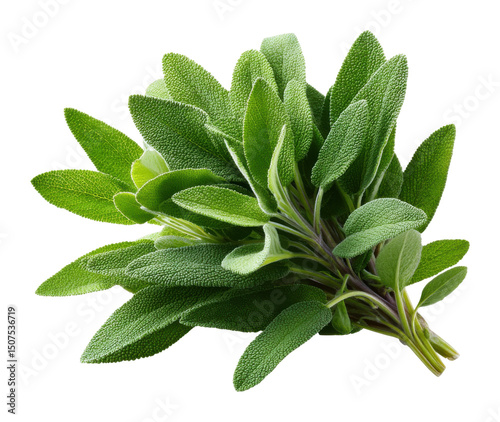 Fresh sage leaves harvested in garden culinary herb natural green environment isolated on transparent background photo