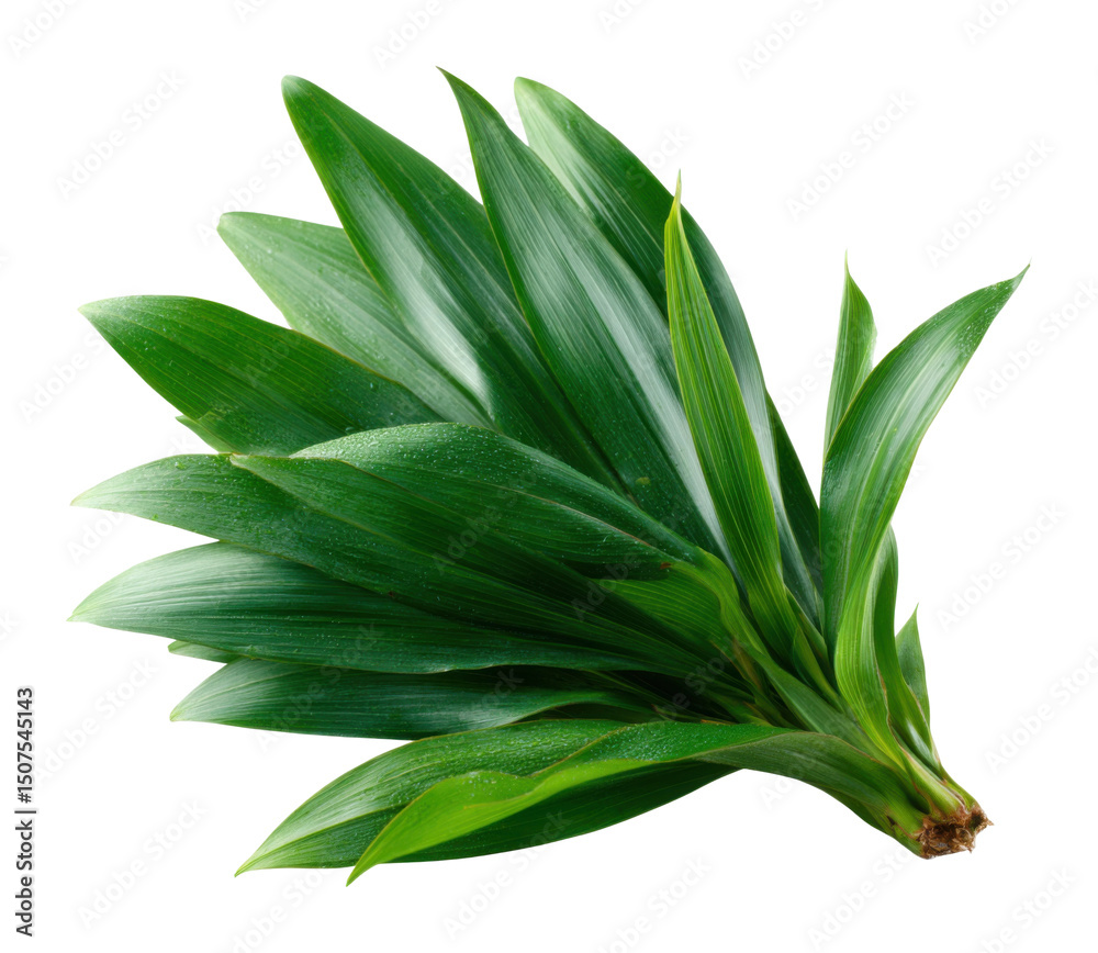 Obraz premium Exploring tropical greenery vibrant plant showcase in natural environment view isolated on transparent background