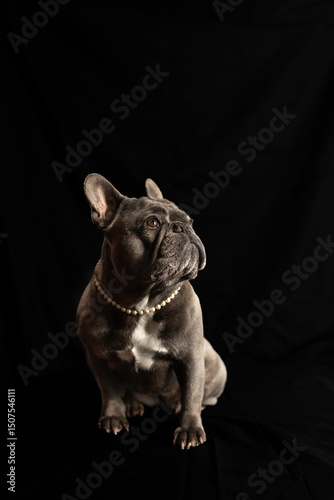 French Bulldog in portrait setting on black background
