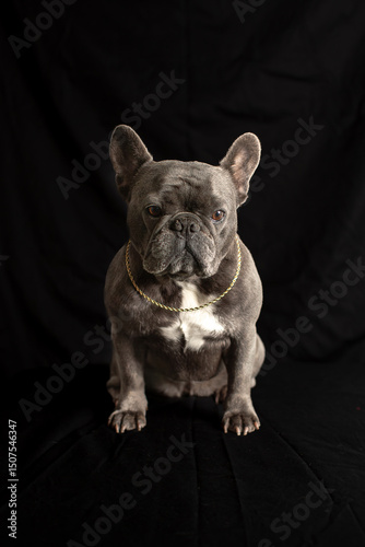 French Bulldog in portrait setting on black background