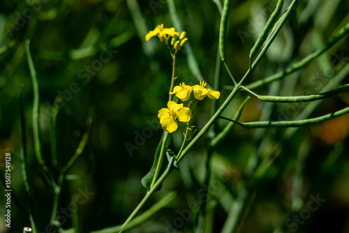 Yellow Wildflower rape Among Green Stems in Natural Greenery