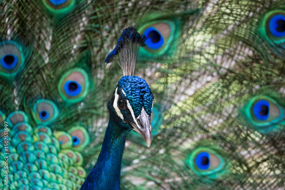 Obraz premium The Indian Peafowl (Pavo cristatus), also known as the Peacock, Common Peafowl, or Blue Peafowl.