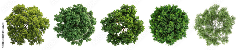 Obraz premium PNG Lush green tree canopy variety, element set on transparent background