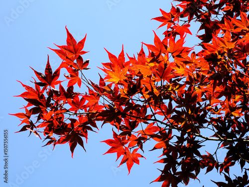 Closeup of red leaves Japanese maple on blue sky background