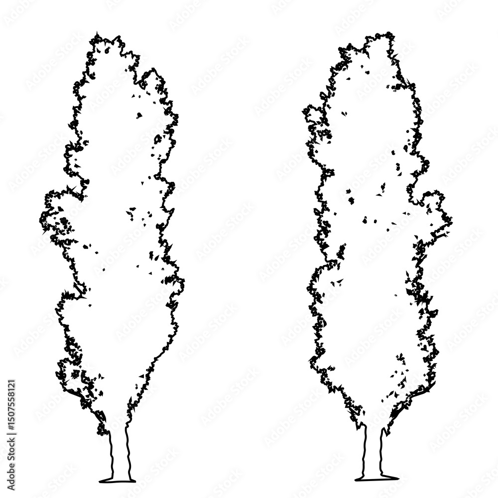 Obraz premium Set or collection of Lombardy Poplar trees as black line drawing silhouette on white background. Concept or conceptual vector for nature, planet, ecology conservation, strength, endurance and beauty