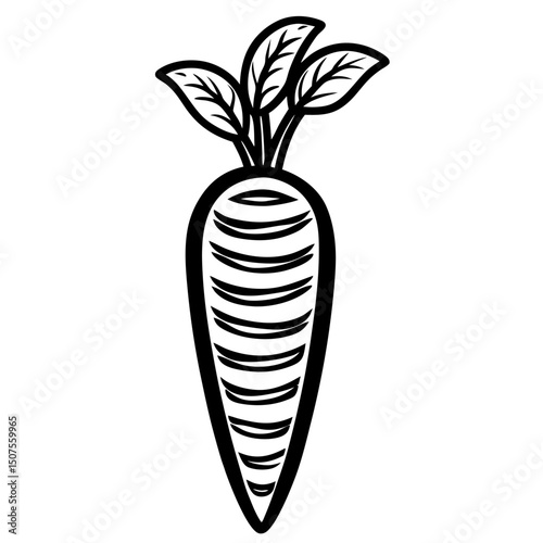 carrots vector illustration