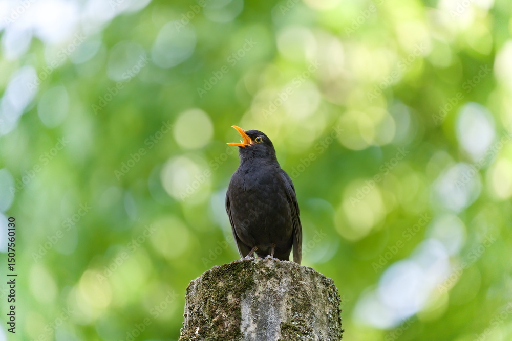 Fototapeta premium Eurasian blackbird aka The common blackbird or Turdus merula close-up portrait. Singing with open beak. Funny animal photo. Copy space.