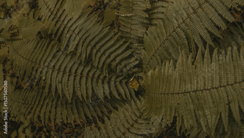 Textured Fern Fronds Spread Across Leaf Litter