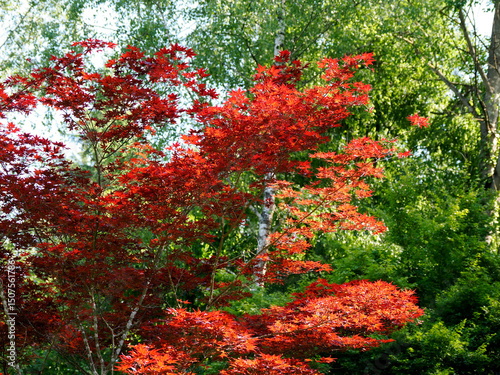 Japanese maple with his red leaves in french garden
