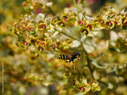 Macro of wasp (Polistes gallicus) seen from profile in flight among euphorbe flowers