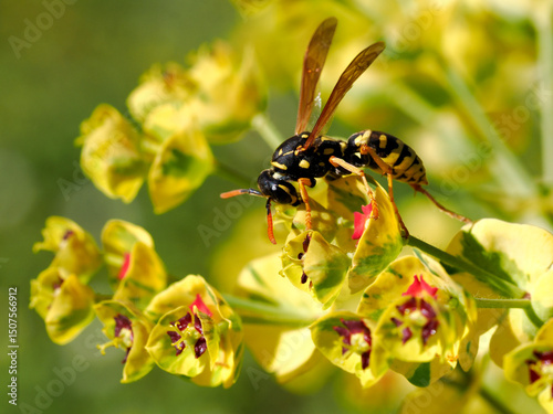 Macro of wasp (Polistes gallicus) seen from profile on euphorbe flower