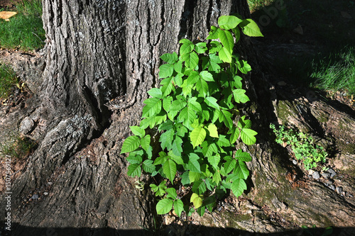 Φωτογραφία Poison Ivy vine growing up the side of a tree