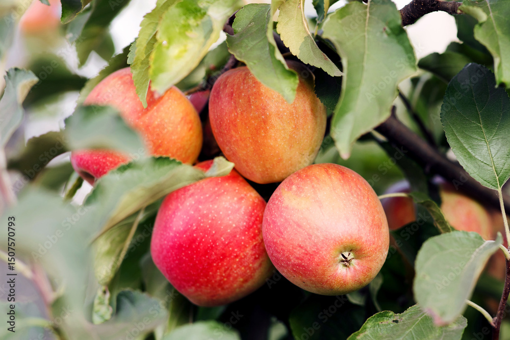 Obraz premium Red apples hanging from tree branches at sunny day and great harvest. Eco agriculture for business, trade and industry in organic garden. Fruits and green leaves on plantation on farm, outdoor