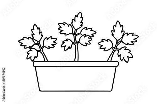 Three parsley plants growing in a rectangular planter