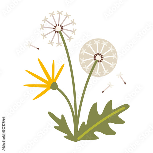 Dandelion with yellow flower, fluff and flying seeds. Trendy modern vector illustration isolated on white background, hand drawn, flat design