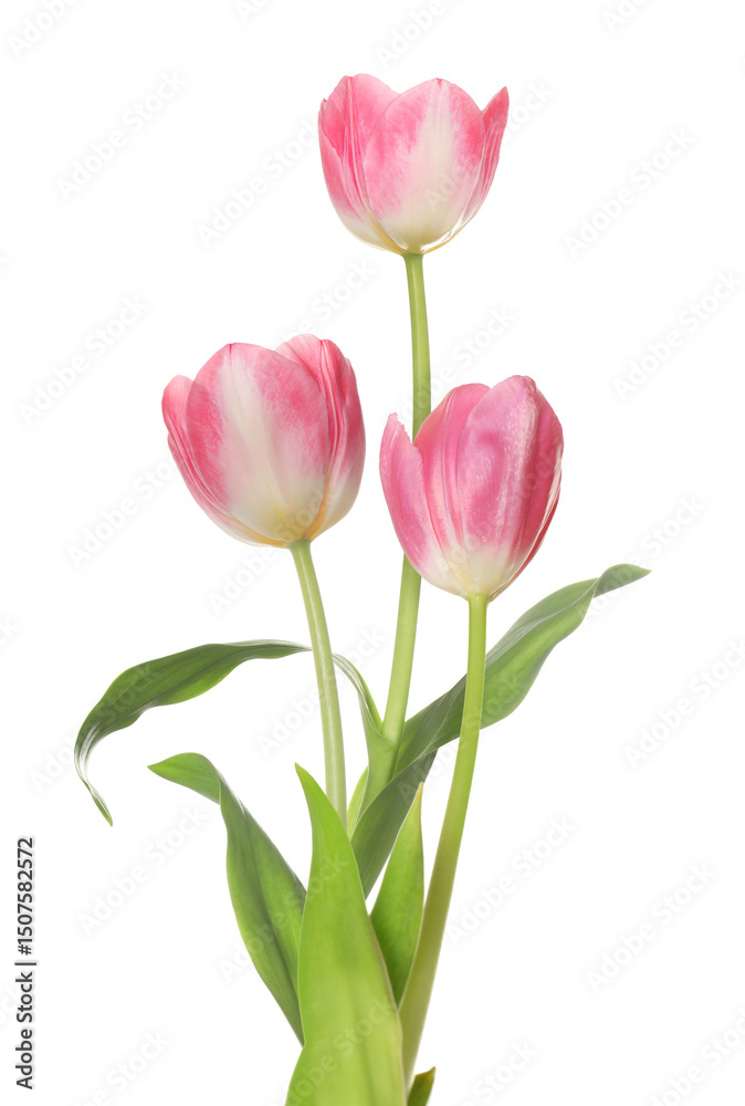 Fototapeta premium Beautiful pink tulips isolated on white. Spring flowers