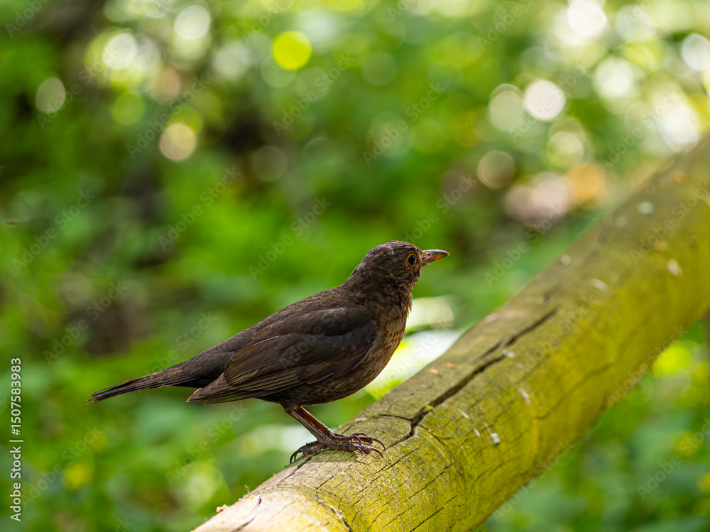 Bird on a branch Bird on a branch