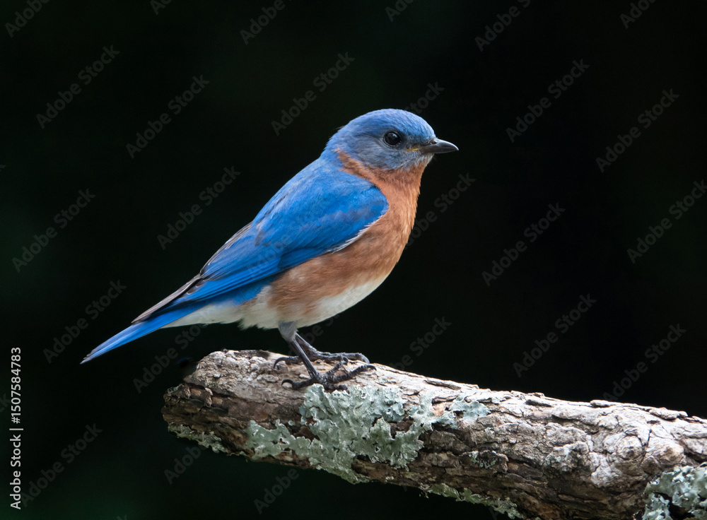 Closeup of a Male Eastern Bluebird Perched on a Tree Branch Closeup of a Male Eastern Bluebird Perched on a Tree Branch
