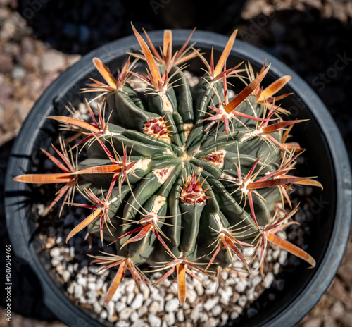 Devil's tongue cactus, ferocactus latispinus, barrel cactus