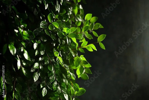Lush Green Ivy Leaves Creating a Vibrant Natural Wall in a Serene Outdoor Set...