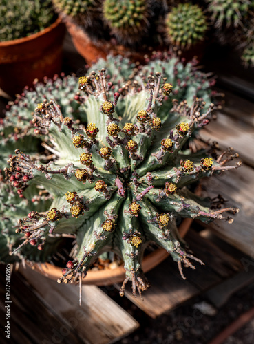 Euphorbia polygona, African Milk Barrel, branched medium sized succulent plant, desert, macro image