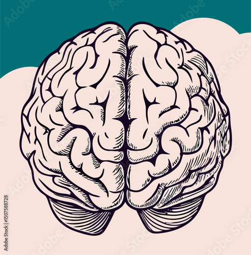 Detailed Hand-Drawn Illustration of Human Brain