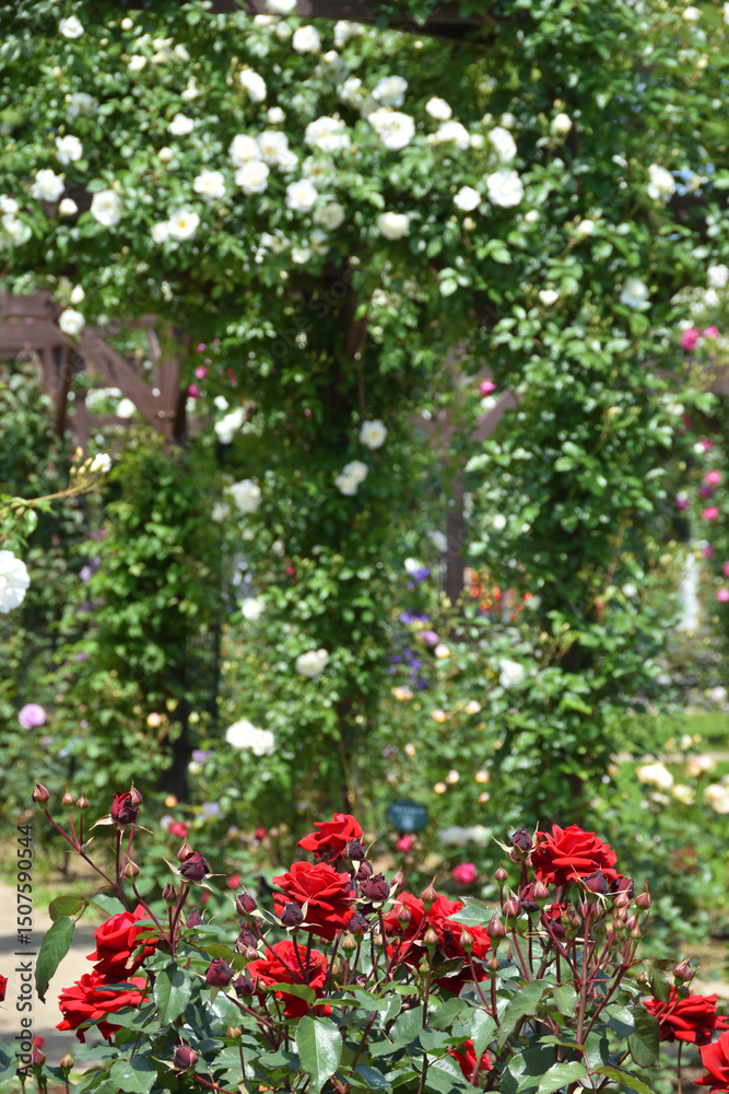 Fototapeta premium 長居植物園のバラ園