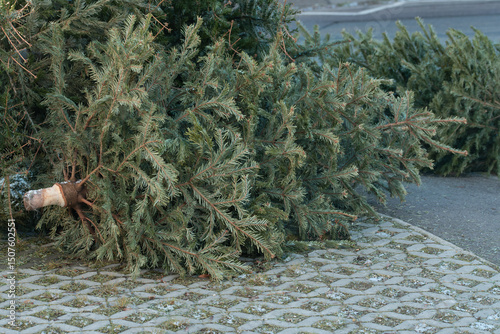 Christmas trees that were thrown away after Christmas. The trees lie on the ground. It is winter.
