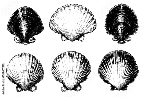 Shellfish with weakened protective coverings, vector illustration art