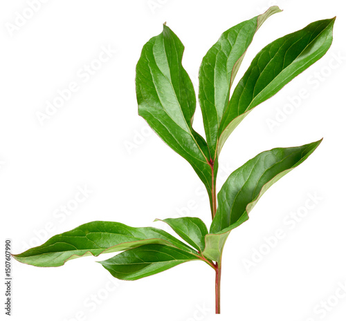 Fototapeta Naklejka Na Ścianę i Meble -  Close up of one green peony leaf on isolated background