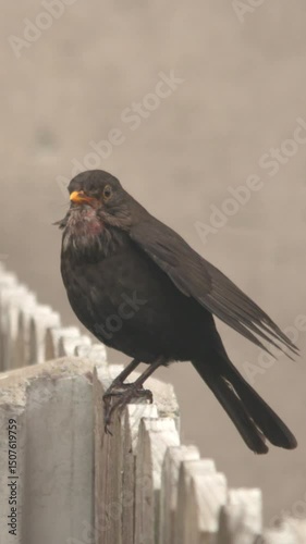 Blackbird perched on garden fence