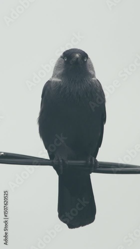 Crow raven black bird perched on wire