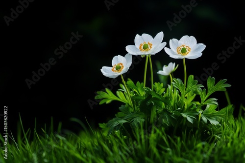 White Flowers Blooming in Green Grass Under Natural Light