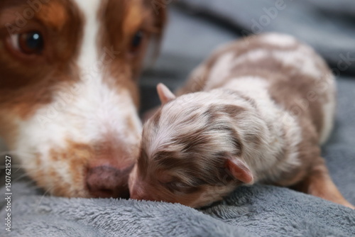 A puppy is laying on a blanket next to its mother