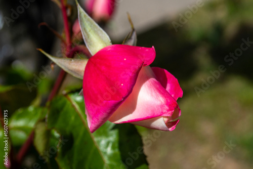 Capullo de rosa rosa y blanca