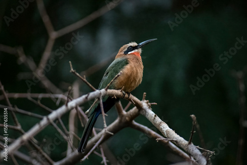 The White-Fronted Bee-Eater (Merops bullockoides).