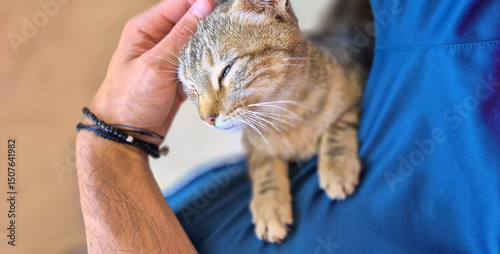 Stroking the head of a loving kitten