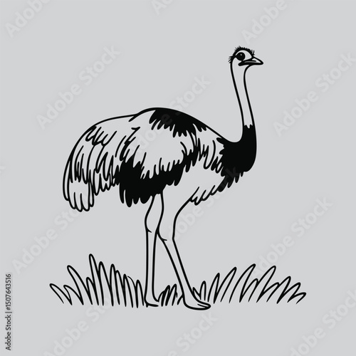 Walking Ostrich Vector Art