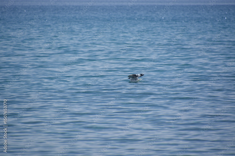 Obraz premium Pangong Tso is a beautiful lake in Ladakh, India, with beautiful landscapes and views. It is a much loved tourist destination and is famous between travellers.