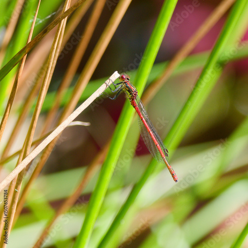 Red Damsel fly on a reed