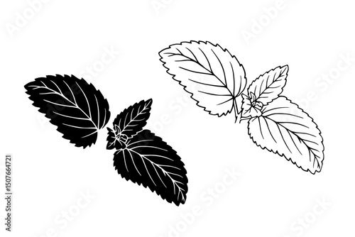 Linear sketch, strain, silhouette of spicy mint leaves. Vector graphics.