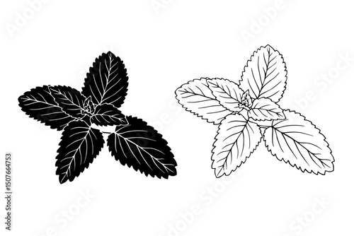 Linear sketch, strain, silhouette of spicy mint leaves. Vector graphics.