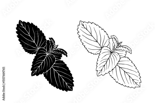Linear sketch, strain, silhouette of spicy mint leaves. Vector graphics.