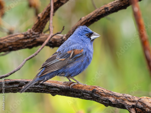 A side view of an adult male Blue Grosbeak perched up on a narrow branch and showing water droplets on its feathers after a shower
