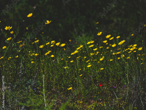 beautiful flowers in the nature