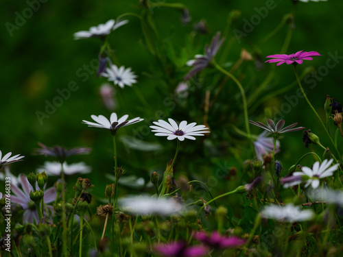 beautiful flowers in the nature