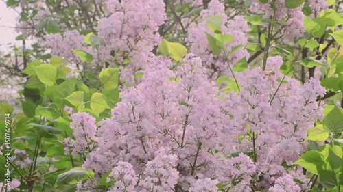 Slow motion close up daytime view tilt down on blooming lilac bushes in springtime Central Park NYC