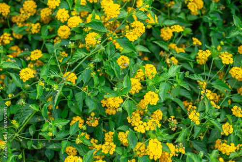 Yellow lantana flowers in green garden
