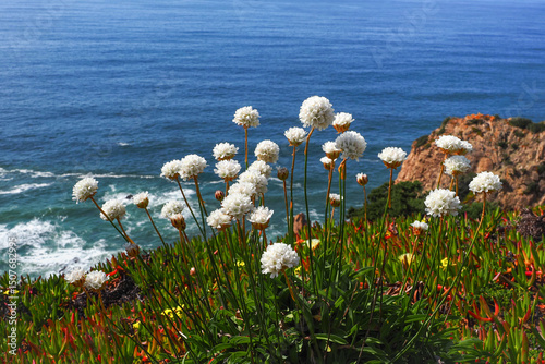 Armeria pseudoarmeria or coastal Sea Thrift, white globular or rounded flowers, against blue ocean, close up. Compact, evergreen, perennial, flowering plant of the plumbago family, Plumbaginaceae.